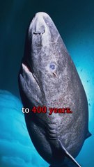 The Oldest Creature on Earth