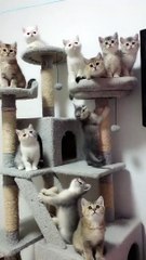 Cute cat attitude status 