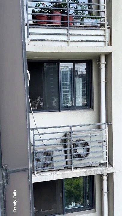 Spy Cat, How Cute