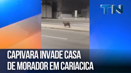 Capivara invade casa de morador em Cariacica