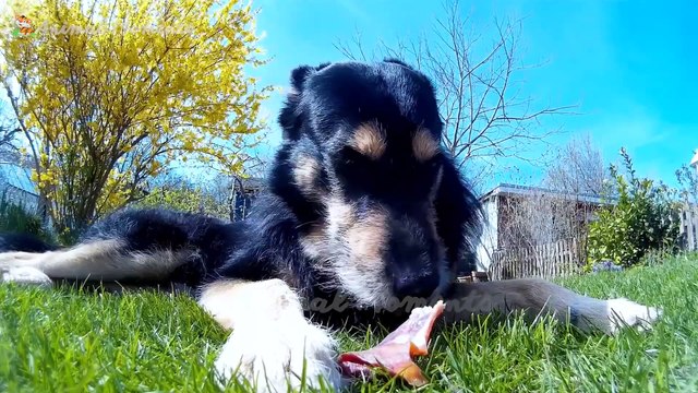 Food for animals: Pigs, chickens, cows, cats, dogs,...