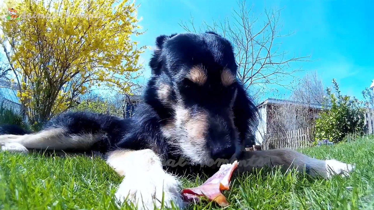 Food for animals: Pigs, chickens, cows, cats, dogs,...