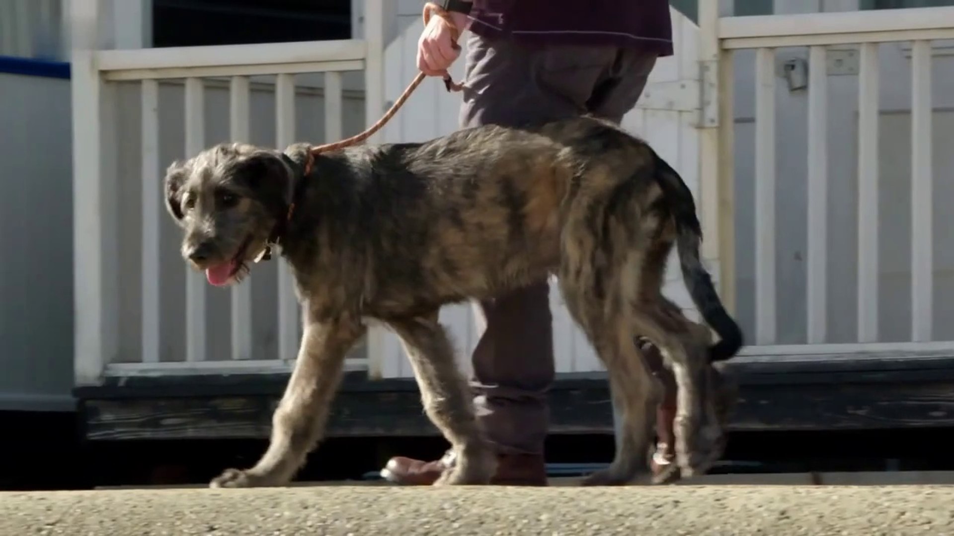 ⁣Animal Documentary - Puppy's First Trip to the Seaside