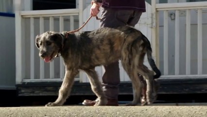 Animal Documentary - Puppy's First Trip to the Seaside