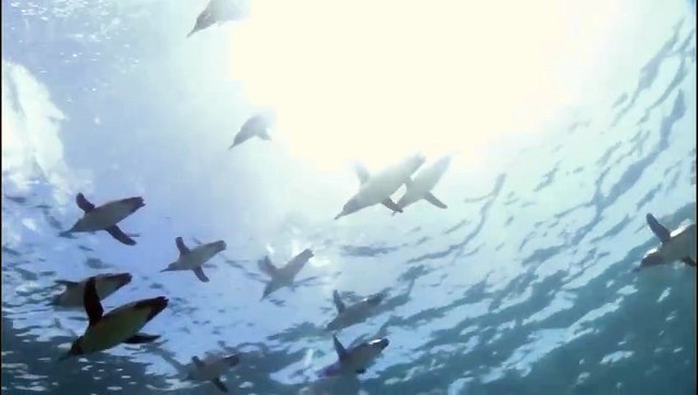 Animal Documentary - Penguins Go Swimming