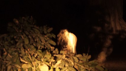 La travesía de los leones ‘Jacob’ y ‘Tibu’ en un río lleno de cocodrilos, la más larga jamás registrada