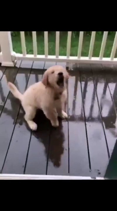 Funny dog.