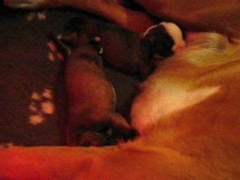 1ère portée d'anais La tétée