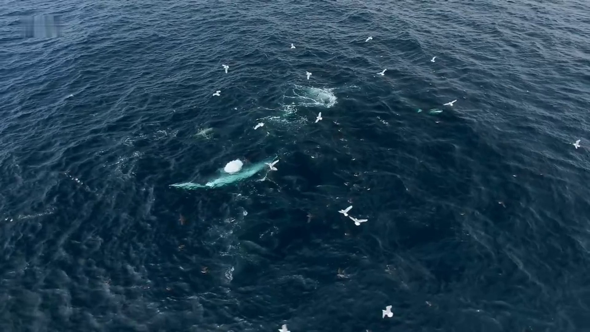 ⁣Animal Documentary - Whales Feed on Shoal of Fish