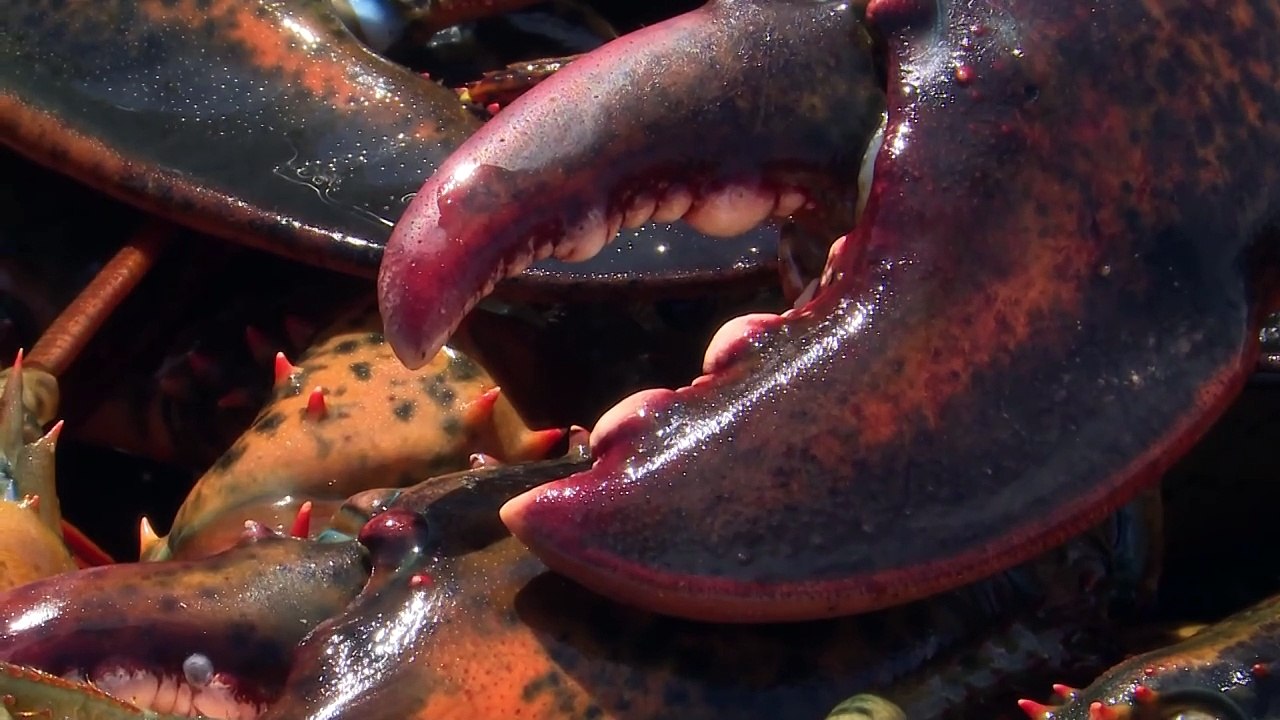 10 JUILLET TOPO LP fin saison homards V2