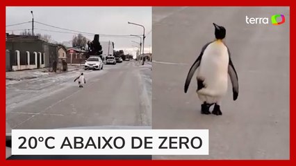 Pinguim é visto andando pelas ruas de cidade na Argentina