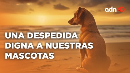 "Bye Bye Friend" una despedida digna y el último adiós a las mascotas