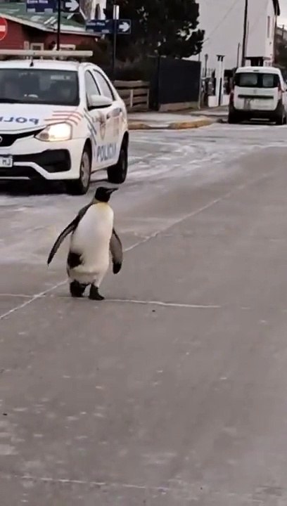 ¡En plena ola de frío! Captan a un pingüino cam...