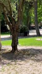 Un corzo se pasea por la ermita de la Virgen del Arrabal de Simancas