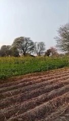 Village|life|nature|greenery|love|