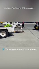 Slippery discovery as live eels spill out of Vancouver airport cargo