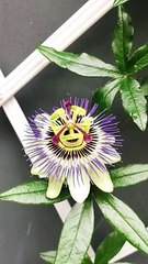 Seeing Faces in Everyday Objects - Part 70
