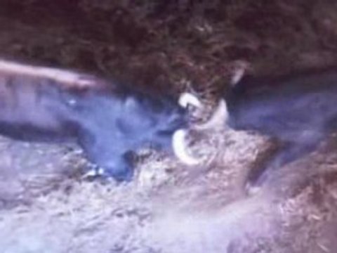 Arrivée des toros au corral Bayonnais