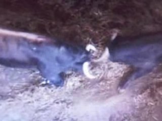 Arrivée des toros au corral Bayonnais