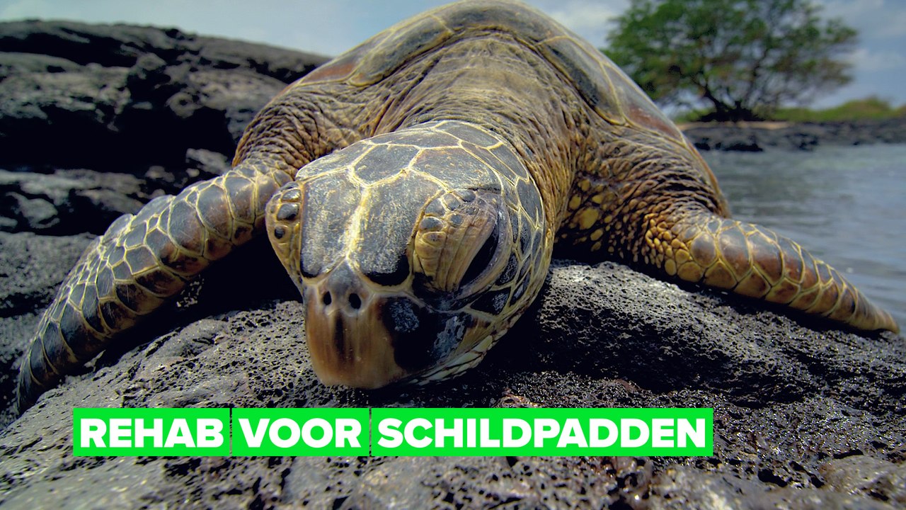 Het  luxueuze schildpaddenresort