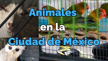 Tráfico, sacrificios y venta ilegal de animales en la CDMX | Reporte Indigo