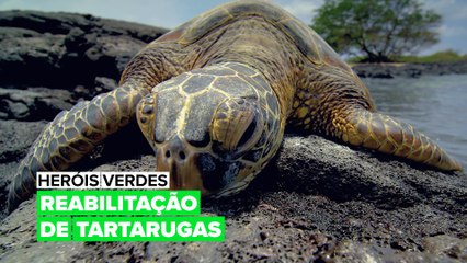 O luxuoso resort das tartarugas