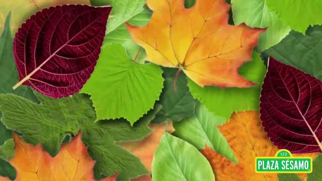 Sesame Street: My Cute Little Heartbeat (Latin Spanish, Plaza Sésamo)