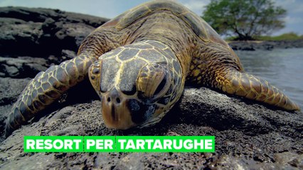 Resort per tartarughe