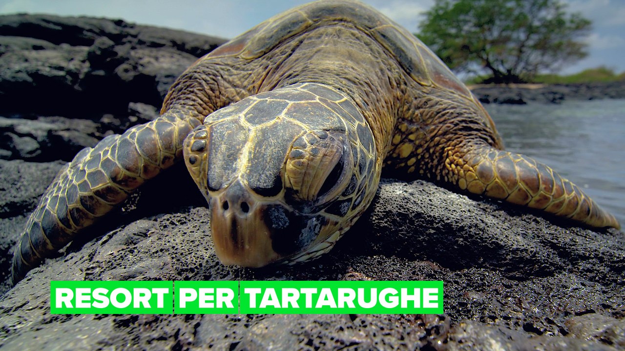 Resort per tartarughe