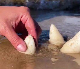 Discover Amazing Marine Creatures Found on the Beach! 🐠