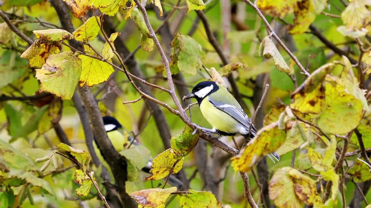 The Great Tit: Close Up HD Footage (Parus major)