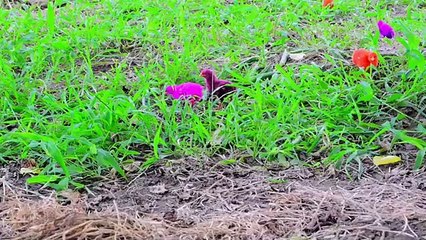 Cute hen baby /colurful hen baby/lovely chiks