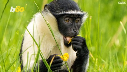 Extremely Rare Primate Enters UK Zoo Conservation Program