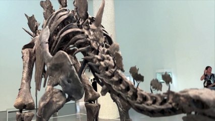 Well-preserved Stegosaurus fossil heading to auction