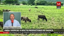 El paso de la onda tropical ha causado graves daños al sector ganadero en Oaxaca