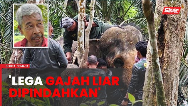 Pengusaha kebun durian lega gajah liar dipindahkan