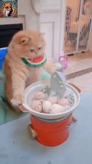 Cat Cooking Food| Funny Cat 2024|