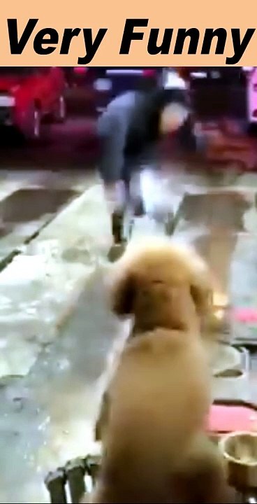 funny video  shorts|funny videos on dailymotion|shorts funny videos 2024|#short#funny#trending#top