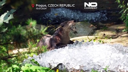 La solución helada del zoo de Praga para el calor del verano