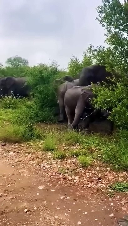 wild elephants angry movement