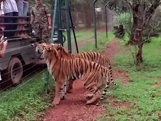 Tiger jumps to catch meat, filmed in slow-motion