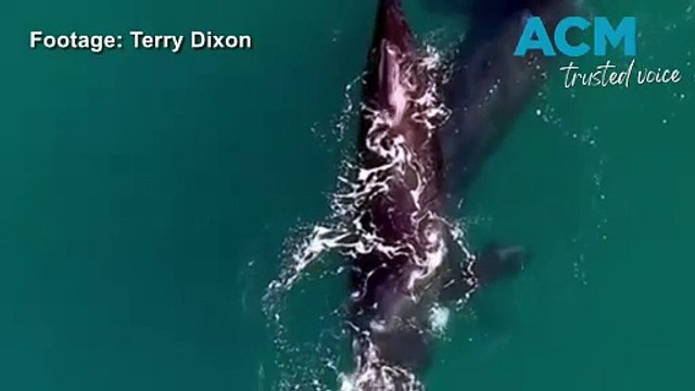 Rare sighting of two male Southern Right Whales on NSW Far South Coast