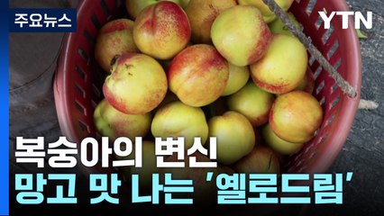 [녹색] 천도복숭아인데 속은 황도?...신품종 '옐로드림' 인기 / YTN
