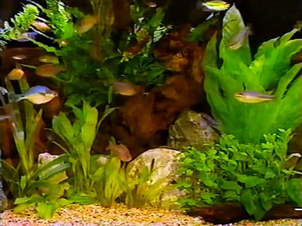 amazing instant aquarium