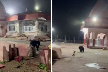सलकनपुर देवी धाम परिसर में घूम रहा है भालू