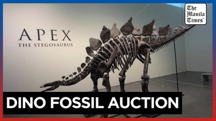 Exceptionally well-preserved Stegosaurus skeleton up for auction in New York