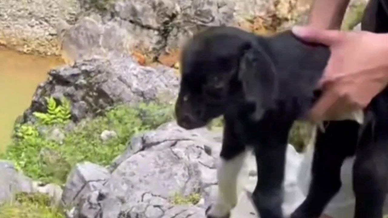 Barmherzige samariter retten ein in einer felsspalte feststeckendes lamm und bringen es wieder zu seiner mutter