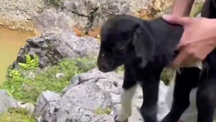 Barmherzige Samariter retten ein in einer Felsspalte feststeckendes Lamm und bringen es wieder zu seiner Mutter