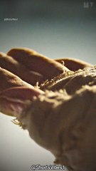 Kalki 2898ad #kalki status #dailymotion #shorts