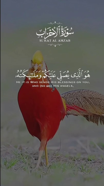 tha holly quran and bird vedio